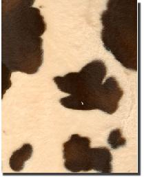 Soft Fur Pony Ivory Brown 