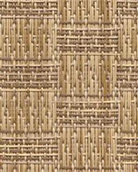 thatch wheatgrass