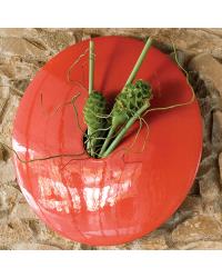 Begonia Discus Wall Vase