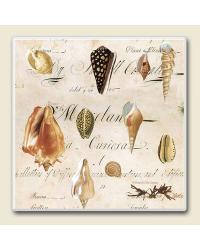 Vintage Shells Coaster Set