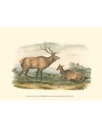 Animal Art