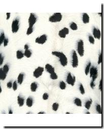 Animal Prints