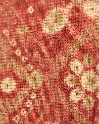 Paloma Amaryllis by  In Stock  