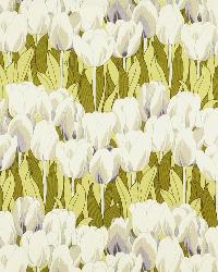 Tulipa Elm by  In Stock  