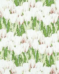 Tulipa Multi by  In Stock  