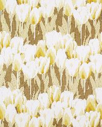 Tulipa Parchment by  In Stock  