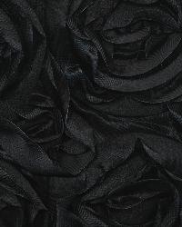 Floribunda Rose Black