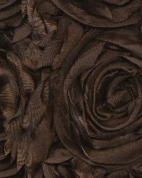 Floribunda Rose Chocolate