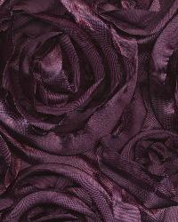 Floribunda Rose Royal Purple