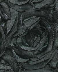 Floribunda Rose Shadow