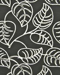 Philodendron Black