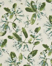 Trumpet Glory Morning Dew by  In Stock  