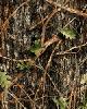 Camoflauge Fabric
