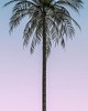 Wall Pops Ombre Palm Tree Wall Mural Purples