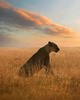 Wall Pops Lioness Wall Mural Multicolor