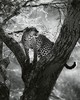 Wall Pops Leopard On Tree Wall Mural Greys