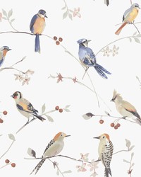 Bird and Butterfly Wallpapers